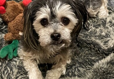 Darcy 2