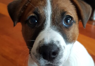 Milo IMG 20240909 WA0000