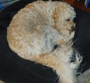 Kodi