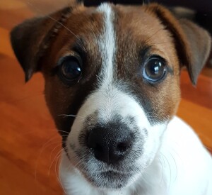 Milo IMG 20240909 WA0000